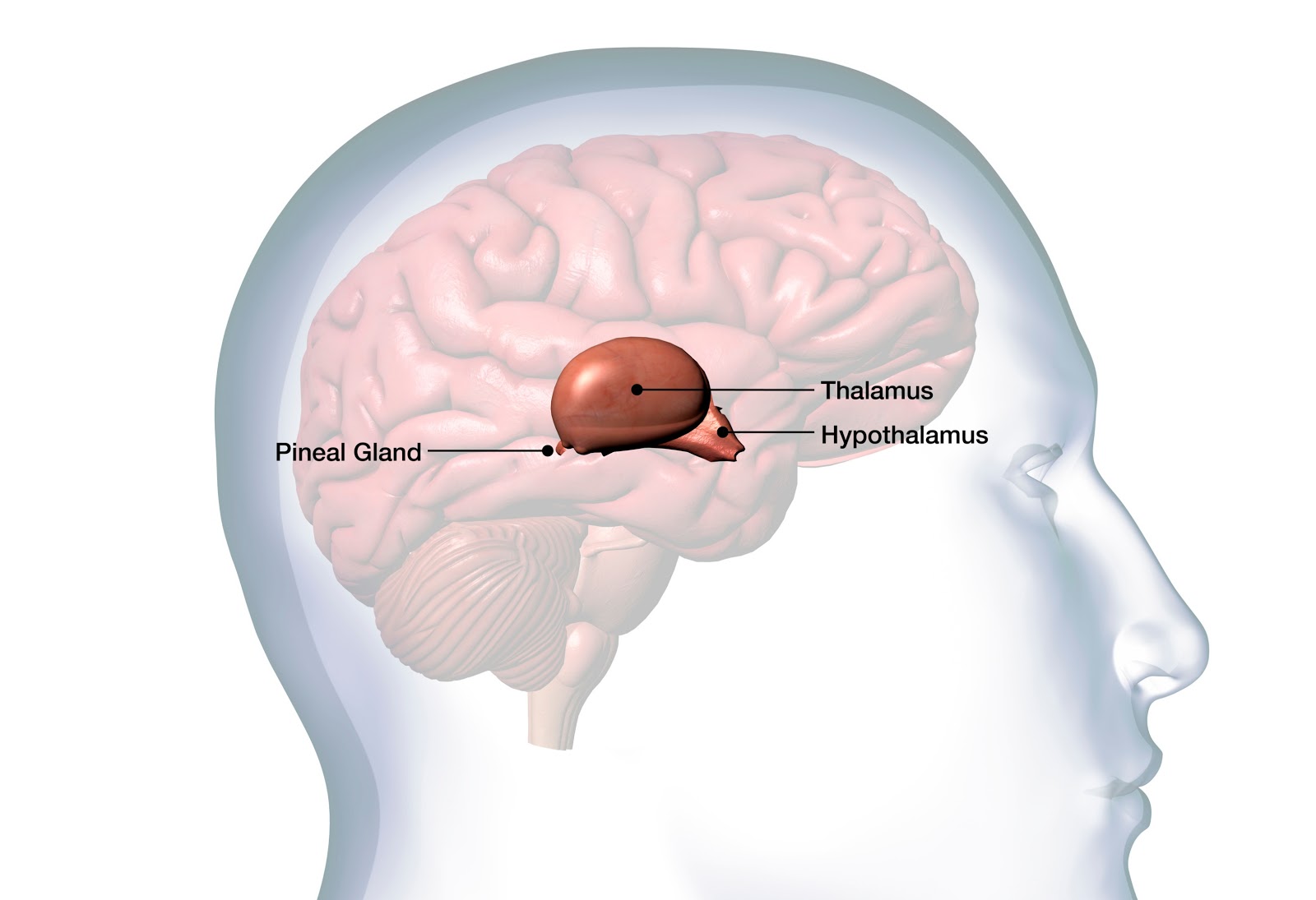 Location of the Pineal Gland
