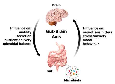 Gut Brain Connection